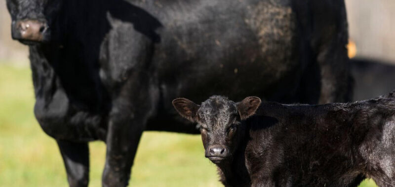 Bagley Risk Management is Providing Livestock Risk Protection Insurance for Ranchers and Farmers