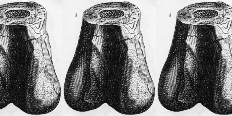 dinosaur bone fragment