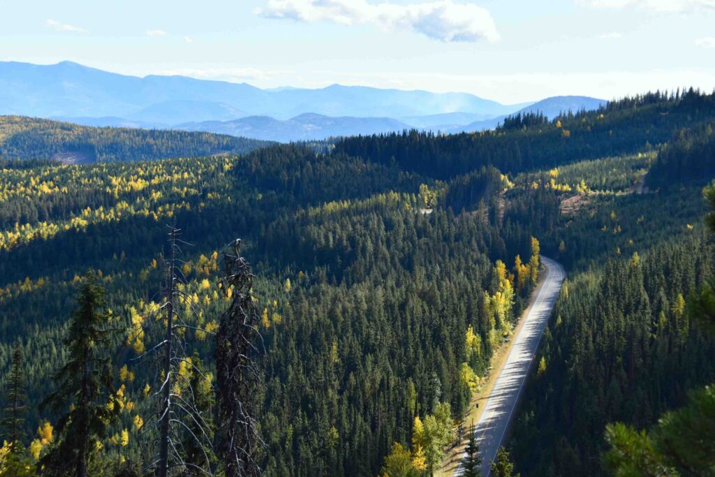 Kootenay Rockies forest bathing Withrow Brandon SevenSummits America in the Distance scaled