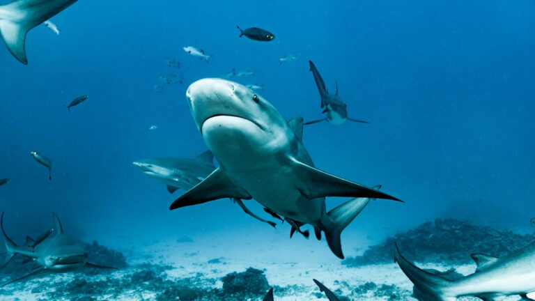Hero Cageless shark diving Bahamas BullShark Photo TianiOceani