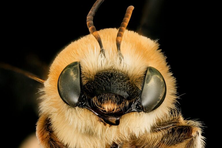 Martinapis luteicornis