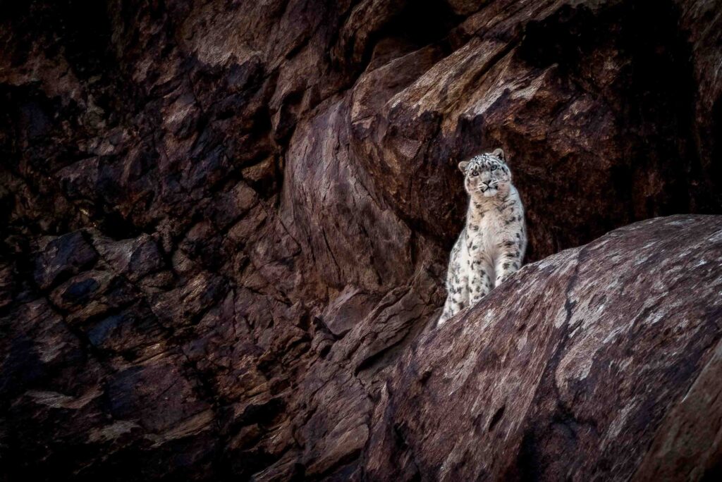 Snow leopard trackers Ladakh Rong 2 Photo Lungmar Snow Leopard Camp