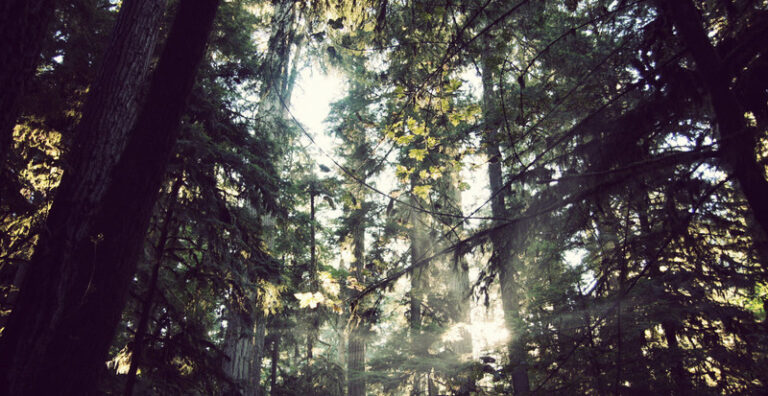 douglas firs