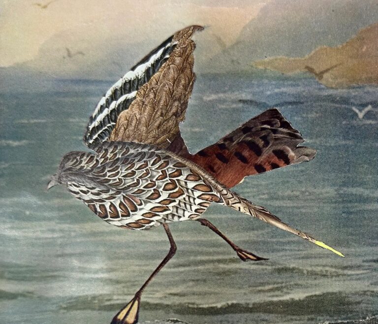 Annis Birds 11 copy
