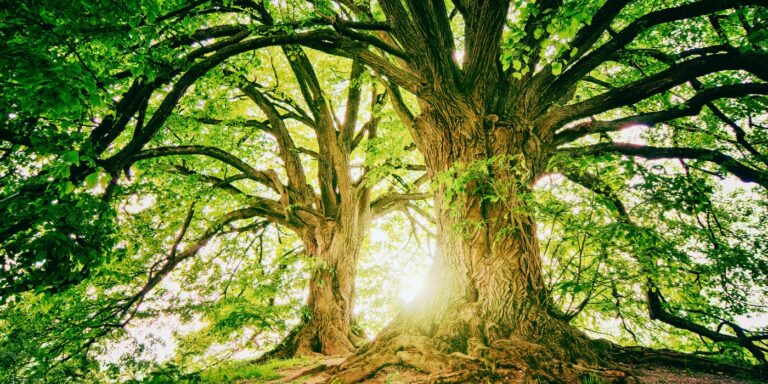 trees